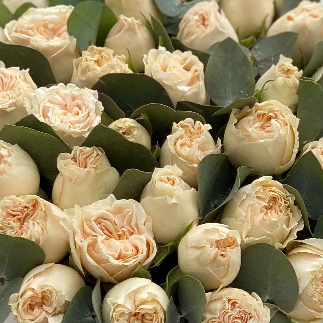 Саммер-роз персикового цвета с эвкалиптом в коробке